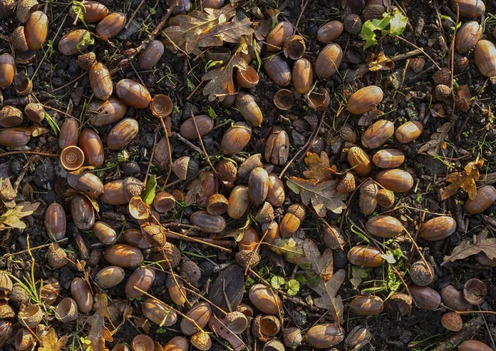Framed Print : Acorns on the ground under an oak tree