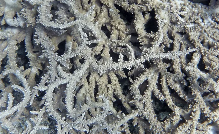 Framed Print : Acropora stony coral (Acropora pharaonis) Framed Print : Acropora stony coral (Acropora pharaonis)