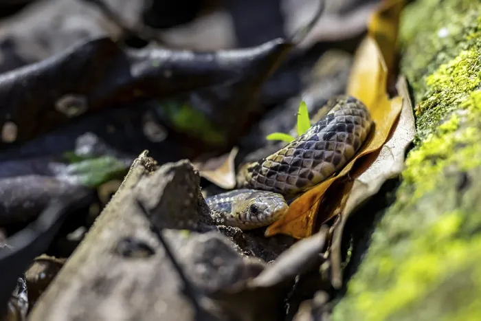 Framed Print : Adder (Colubridae), snake on the forest floor