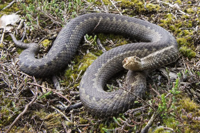 Framed Print : Adder (Vipera berus) in the moor
