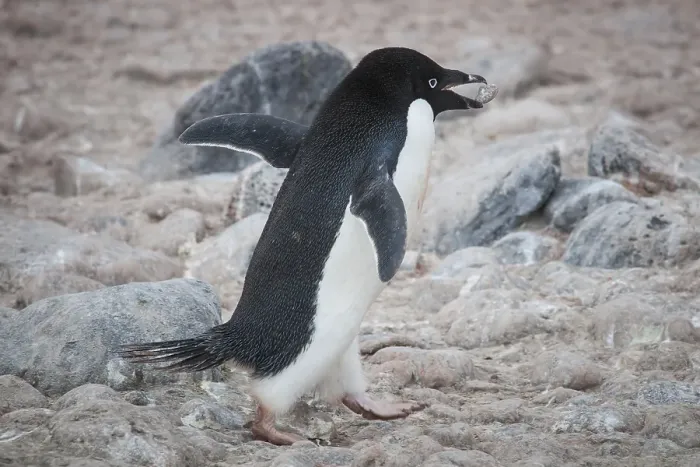 Framed Print : Adelie Penguin (Pygoscelis adeliae)