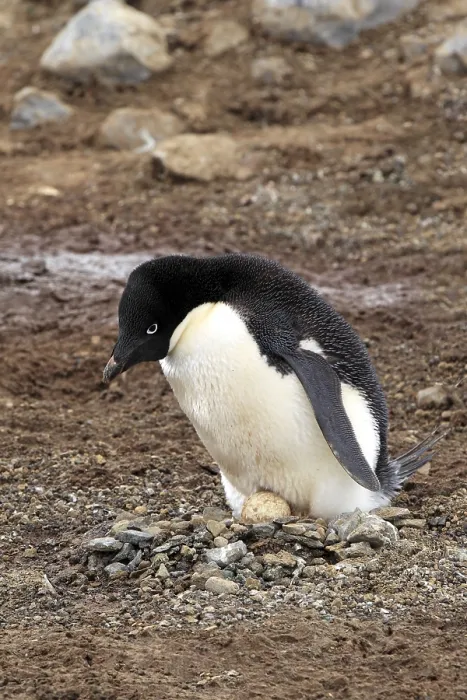 Framed Print : Adelie Penguin (Pygoscelis adeliae) Framed Print : Adelie Penguin (Pygoscelis adeliae)
