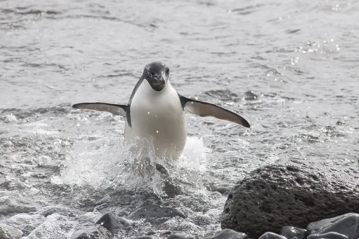 Framed Print : Adelie Penguin (Pygoscelis adeliae) leaving the water Framed Print : Adelie Penguin (Pygoscelis adeliae) leaving the water
