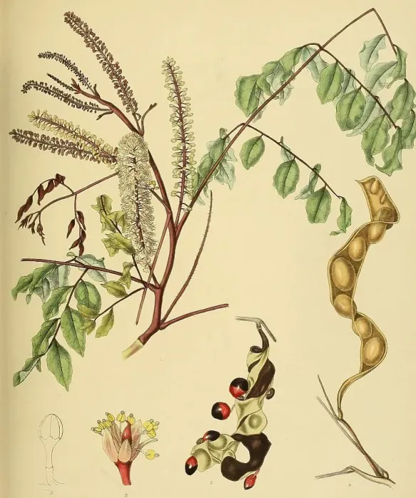 Framed Print : Adenanthera bicolor, native to Southeast Asia