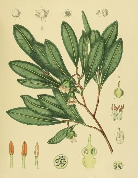 Framed Print : Adinandra lasiopetala, a species of plant in the Pentaphylacaceae family