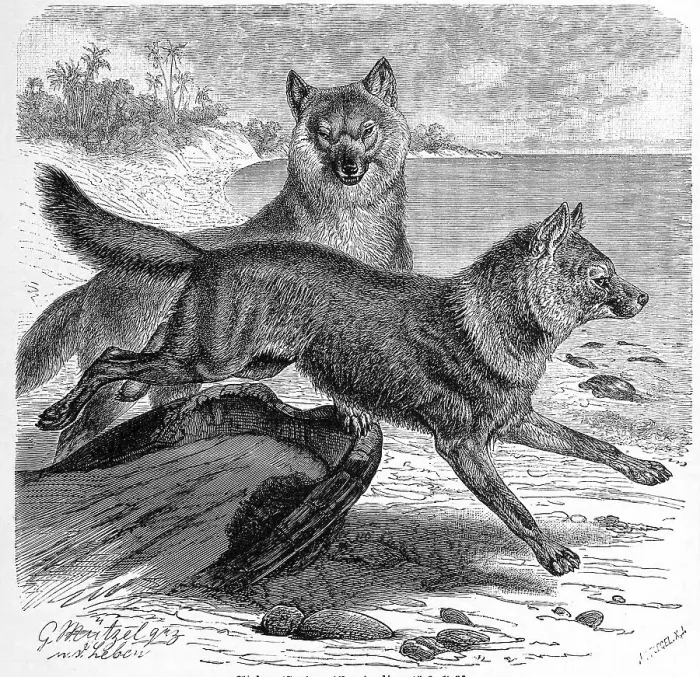 Framed Print : Adjag, Camis rutilans, Asiatic wild dog