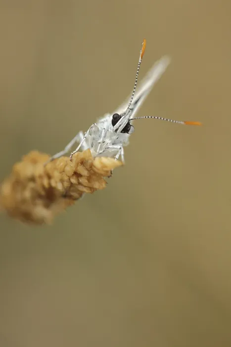 Framed Print : Adonis blue (Polyommatus bellargus) on a blade of grass in frontal perspective