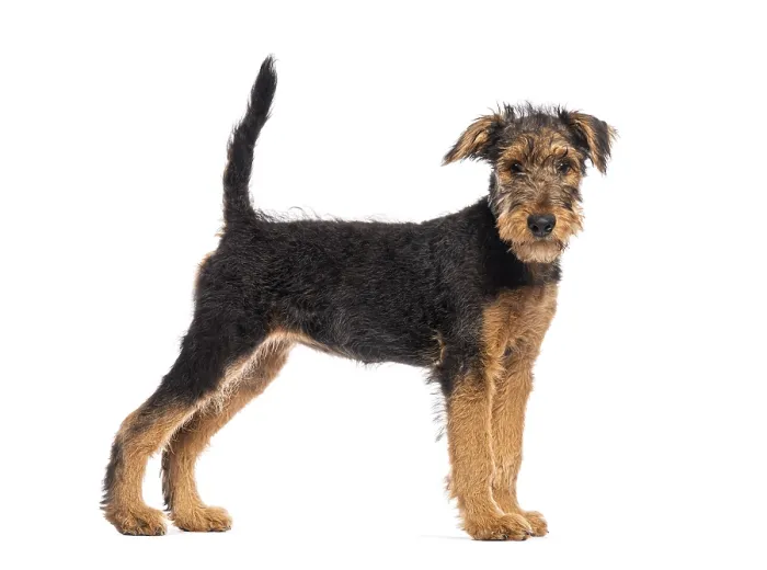 Framed Print : Adorable airedale terrier puppy standing with its tail up