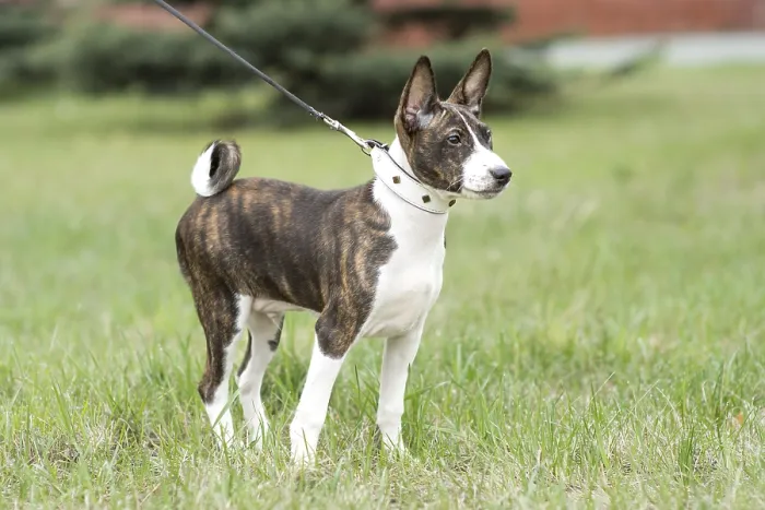 Framed Print : Adorable basenji puppy go on an exciting walk with his owner through a lush green field Framed Print : Adorable basenji puppy go on an exciting walk with his owner through a lush green field