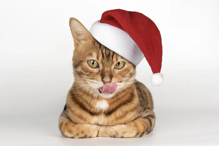 Framed Print : Adorable Bengal cat in Santa hat
