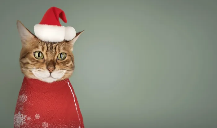 Framed Print : Adorable Bengal cat in Santa hat