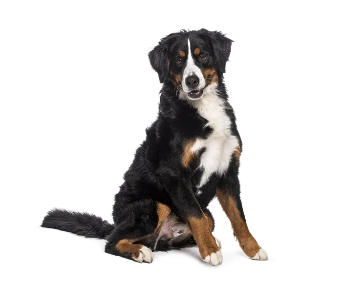 Framed Print : Adorable bernese mountain dog sitting and looking satisfied on a white background