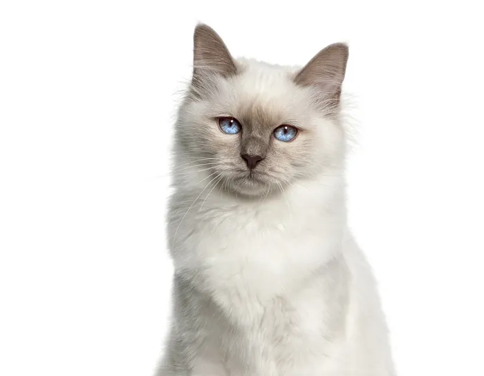 Framed Print : Adorable birman kitten sitting calmly and staring with captivating blue eyes Framed Print : Adorable birman kitten sitting calmly and staring with captivating blue eyes