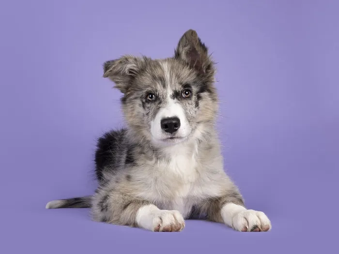 Framed Print : Adorable blue merle Border Collie dog puppy