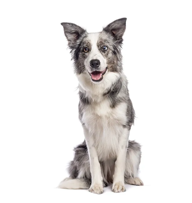 Framed Print : Adorable border collie sitting and panting