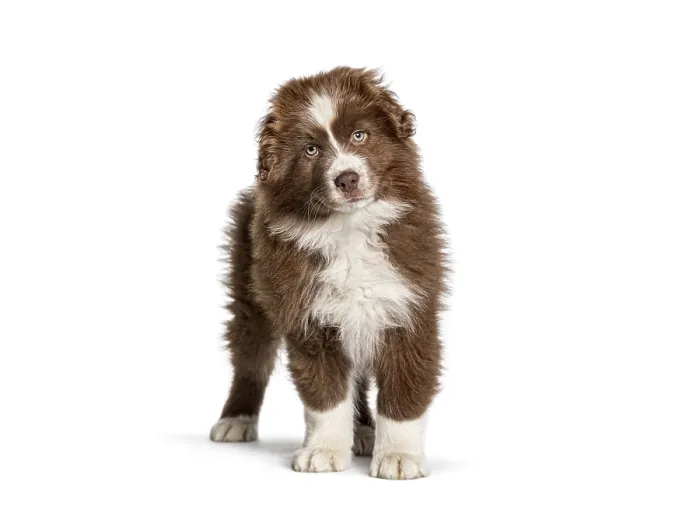Framed Print : Adorable brown and white fluffy australian shepherd puppy standing on a white background Framed Print : Adorable brown and white fluffy australian shepherd puppy standing on a white background