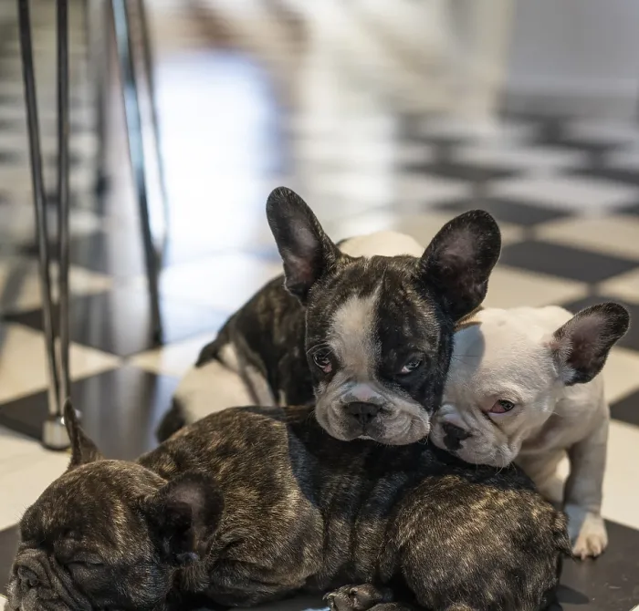 Framed Print : Three adorable French bulldogs puppies