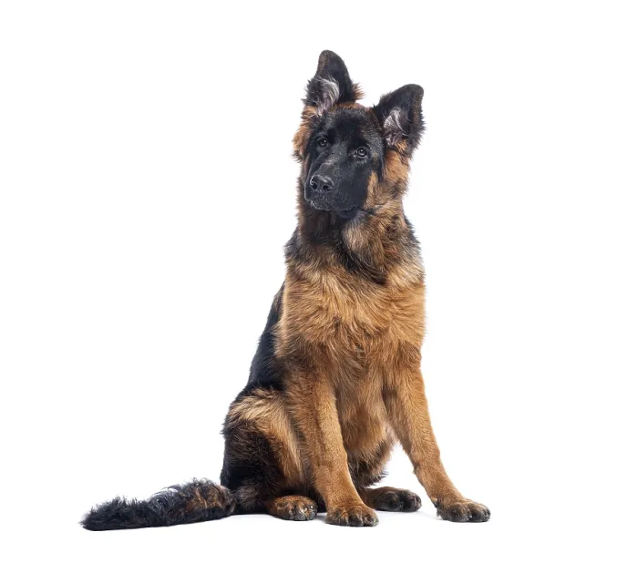 Framed Print : Adorable german shepherd puppy sitting and looking up with a curious expression