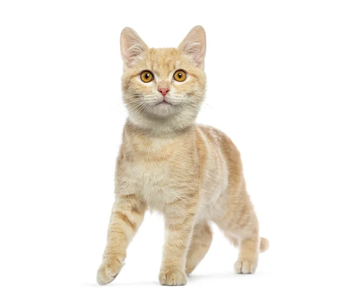 Framed Print : Adorable ginger kitten gracefully walking and exploring Framed Print : Adorable ginger kitten gracefully walking and exploring