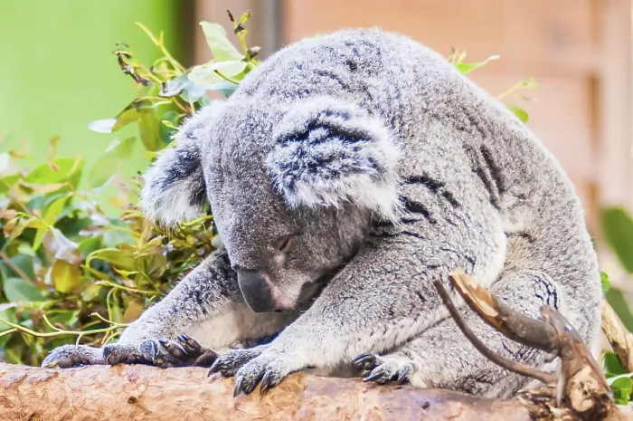 Framed Print : Adorable koala bear taking a nap sleeping Framed Print : Adorable koala bear taking a nap sleeping