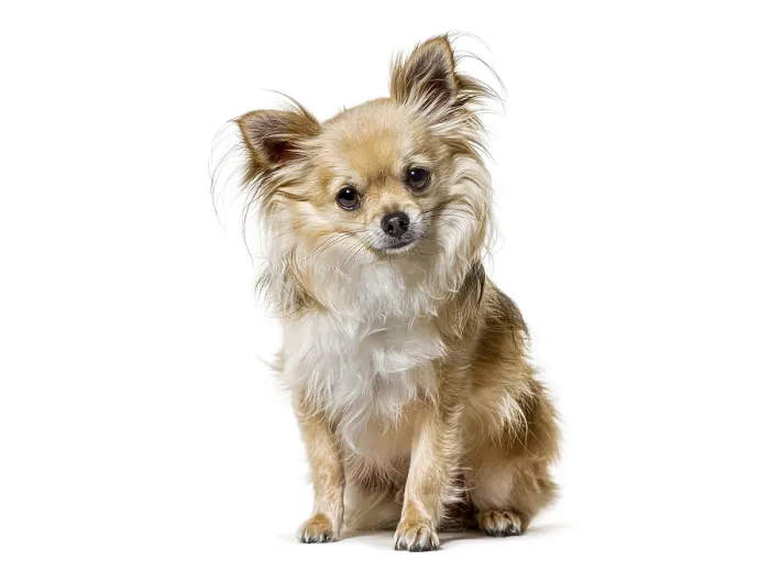 Framed Print : Adorable long haired chihuahua dog with fluffy fur sitting on a white background