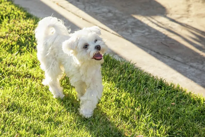 Framed Print : Adorable Maltese Puppy Playing In The Yard