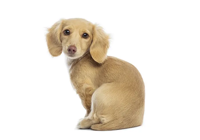 Framed Print : Adorable miniature dachshund puppy sitting and looking back over its shoulder against a white background