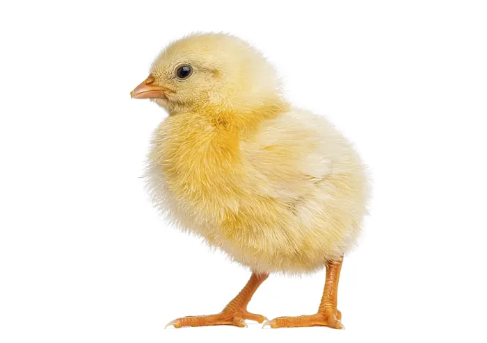 Framed Print : Adorable newborn yellow chick standing upright on white background