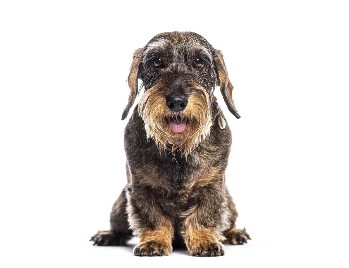Framed Print : Adorable panting wire haired dachshund sitting and looking at the camera Framed Print : Adorable panting wire haired dachshund sitting and looking at the camera