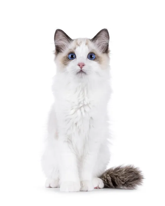 Framed Print : Adorable Ragdoll cat kitten sitting up facing front