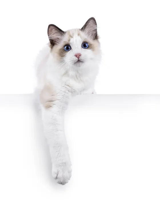 Framed Print : Adorable Ragdoll cat kitten standing facing front with paws hanging over edge Framed Print : Adorable Ragdoll cat kitten standing facing front with paws hanging over edge