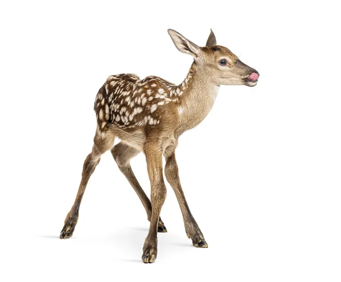 Framed Print : Adorable red deer fawn, cervus elaphus Framed Print : Adorable red deer fawn, cervus elaphus