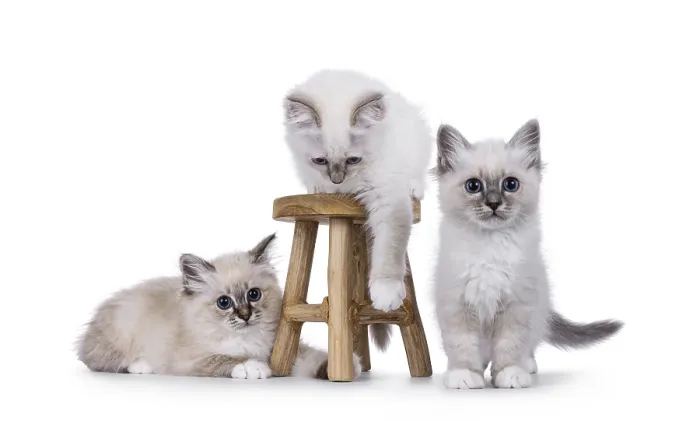 Framed Print : Three adorable sacred birman cat kittens playing
