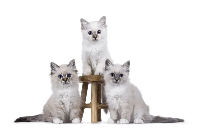 Framed Print : Three adorable sacred birman cat kittens sitting on and beside little wooden stool