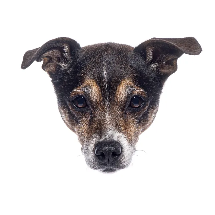 Framed Print : Adorable small dog peeking over a white background