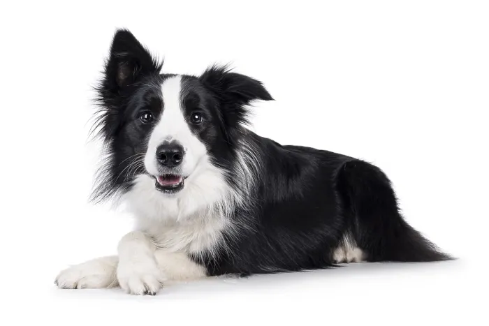 Framed Print : Adorable typical black and white young adult Border Collie dog