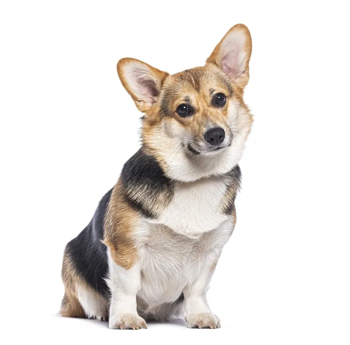Framed Print : Adorable welsh corgi pembroke sitting and tilting its head with a curious expression Framed Print : Adorable welsh corgi pembroke sitting and tilting its head with a curious expression
