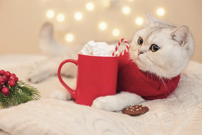 Framed Print : A adorable white cat in glasses and a red sweater