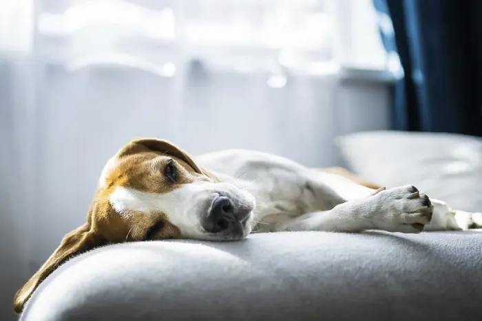 Framed Print : Adoult Male hound Beagle dog sleeping at home on the sofa