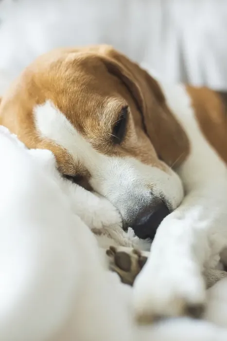 Framed Print : Adoult Male hound Beagle dog sleeping at home on the sofa Framed Print : Adoult Male hound Beagle dog sleeping at home on the sofa