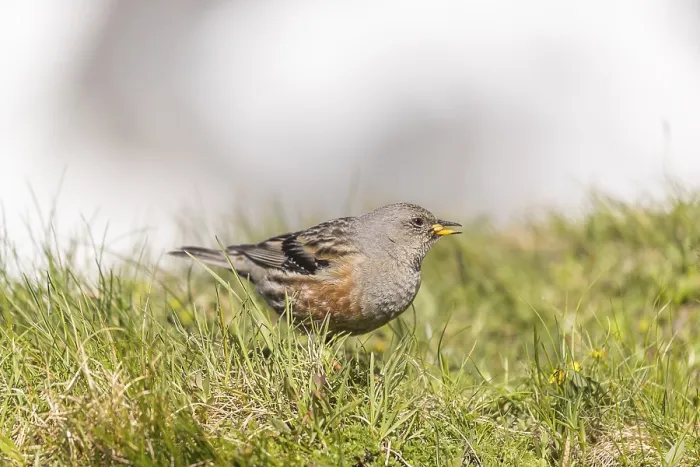 Framed Print : One adult alpine accentor (Prunella collaris collaris) walking on grass