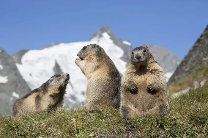 Framed Print : Three adult Alpine Marmot, Marmota marmota Framed Print : Three adult Alpine Marmot, Marmota marmota