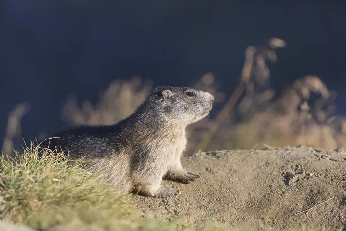 Framed Print : One adult Alpine Marmot, Marmota marmota