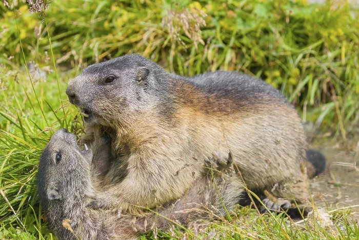 Framed Print : One adult Alpine Marmot, Marmota marmota