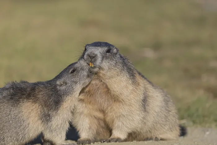 Framed Print : One adult Alpine Marmot, Marmota marmota