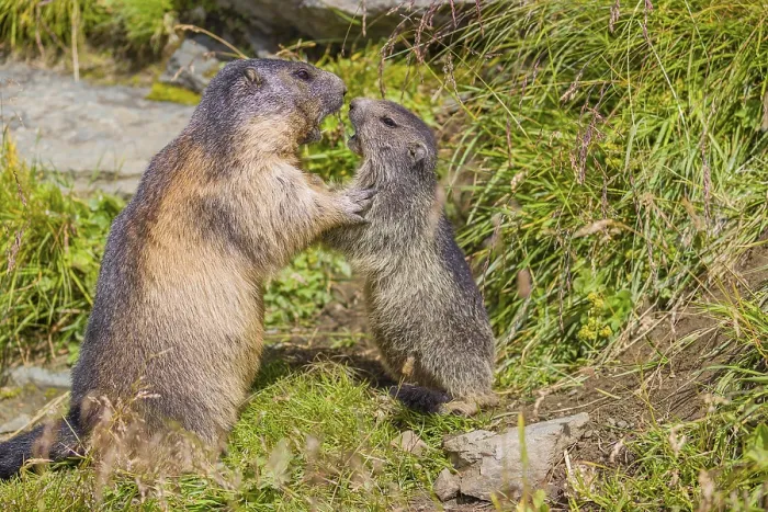 Framed Print : One adult Alpine Marmot, Marmota marmota