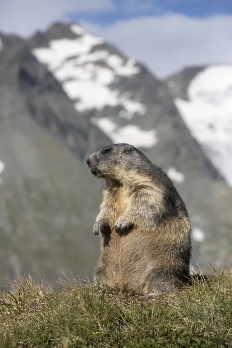 Framed Print : One adult Alpine Marmot, Marmota marmota Framed Print : One adult Alpine Marmot, Marmota marmota