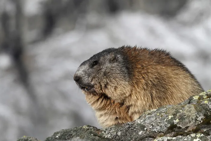 Framed Print : One adult Alpine Marmot, Marmota marmota Framed Print : One adult Alpine Marmot, Marmota marmota
