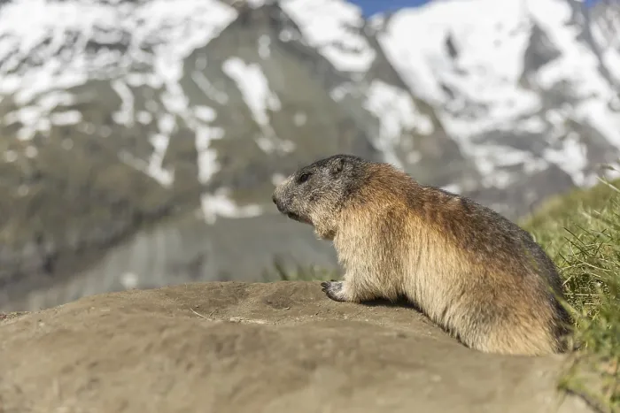 Framed Print : One adult Alpine Marmot, Marmota marmota Framed Print : One adult Alpine Marmot, Marmota marmota