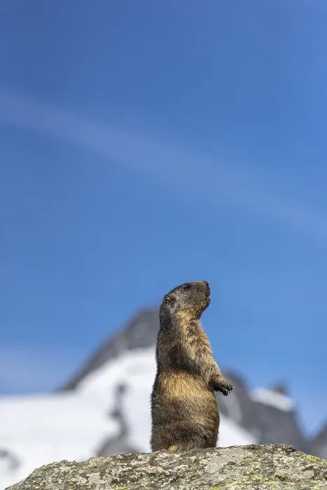 Framed Print : One adult Alpine Marmot, Marmota marmota